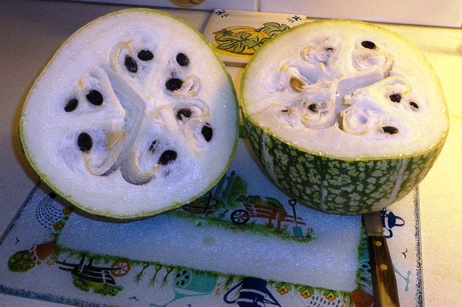 Figleaf gourd